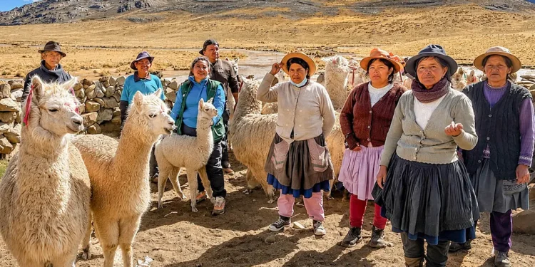 Heladas: Agro Rural trabaja en la protección de más de 376,000 cabezas de ganado en Junín, Tacna y Ayacucho