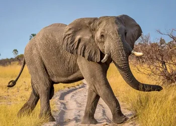 ¡Los elefantes regresan a Lima! 🐘