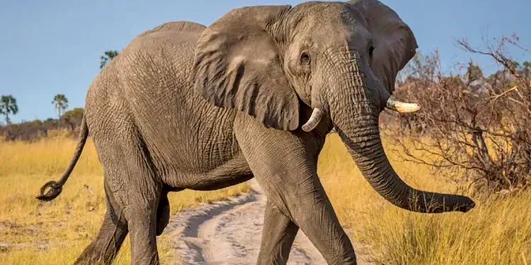 ¡Los elefantes regresan a Lima! 🐘